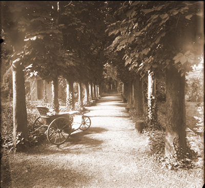 alley-of-chestnut-trees-and-chair