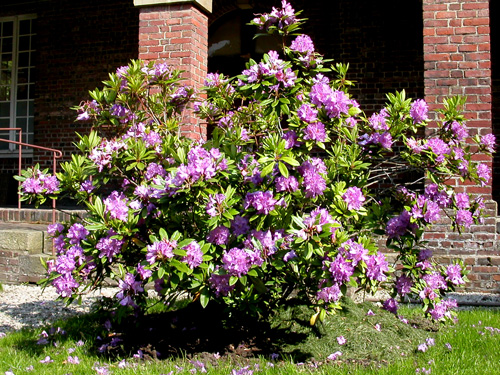 rhododendron-de-TH